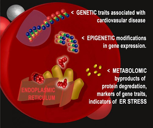 Using DNA and RNA markers, ER stress was uncovered as the biological process responsible for the increased risk of heart disease events. [Mark Dubowski for Duke Medicine]