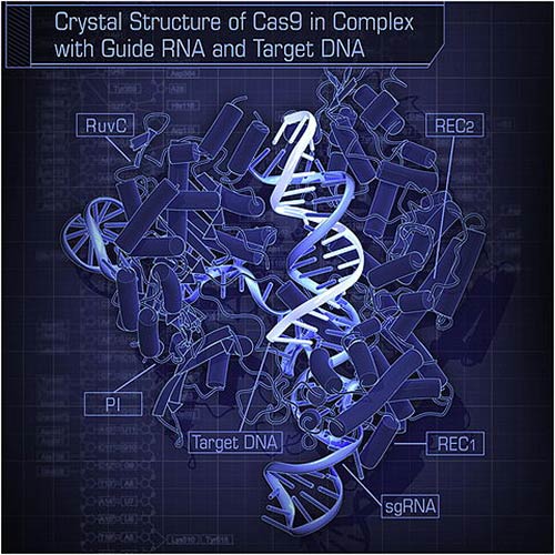 Crystal structure of Cas9 in complex with guide RNA and target DNA. [Hiroshi Nishimasu et al./Wikipedia]