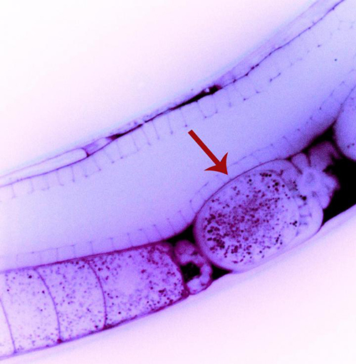 In this image of a roundworm (<i>Caenorhabditis elegans</i>), a recently fertilized egg cell (arrow) contains particles of double-stranded RNA (dsRNA, small magenta dots) that are capable of silencing specific genes. These dsRNA molecules pass directly from the parent worm’s circulatory system to the egg, revealing a possible mechanism for nongenetic inheritance. [Antony Jose/University of Maryland]” /><br />
<span class=