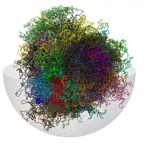Simulation of 3D chromosomes structure. Chromosomal spatial arrangements were determined by using Hi-C-constrained physical models. [SISSA]