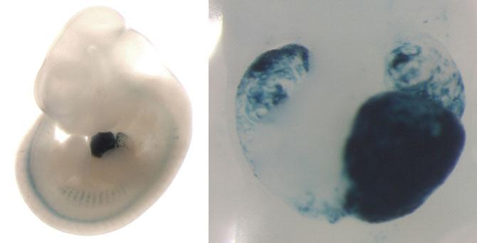 A mouse embryo (left panel) shows enhancer activity (blue staining) in the developing heart. A close-up view (right panel) shows that the enhancer is active in the left ventricle, left atrium, and right atrium of the heart. [Mammalian Functional Genomics Laboratory/Berkeley Lab]
