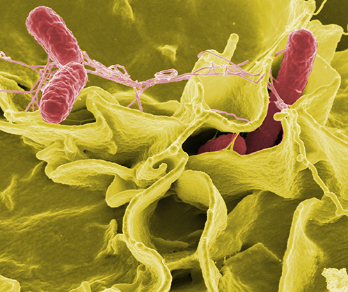 Color-enhanced scanning electron micrograph of <i>Salmonella</i> strain (red) in cultured human cells (yellow). [Source: NIAID]” /><br />
<span class=