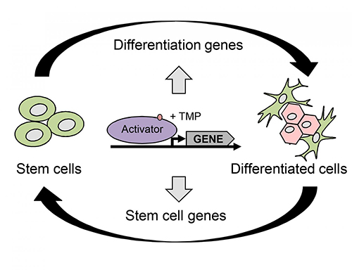 cell differentiation