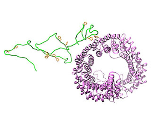 Because it lacks a predictable structure, an FG Nup (green), a component of the nuclear pore complex, can interact quickly with a transport factor (purple) bound to large cargo. [Laboratory of Cellular and Structural Biology, Rockefeller University]