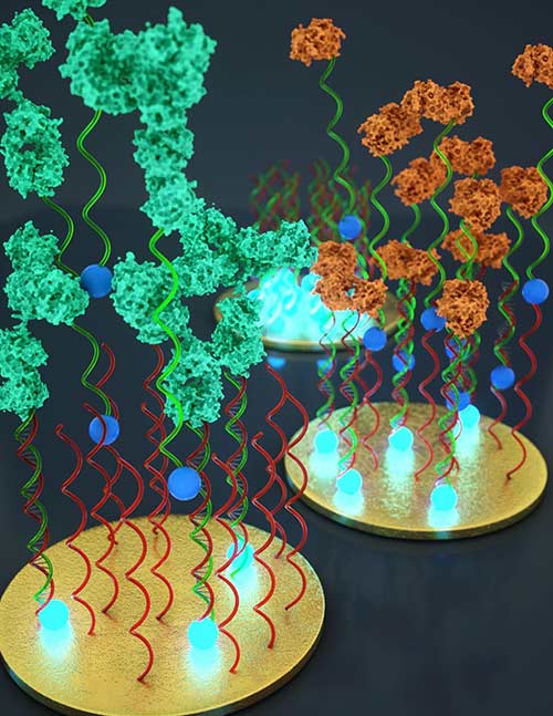 Scientists have built an inexpensive, portable sensor that enables fast and easy detection of multiple diagnostically relevant proteins. The diagnostically relevant protein (green or red), if present, binds to an electro-active DNA strand and limits the ability of this DNA to hybridize to its complementary strand located on the surface of a gold electrode. This causes a reduction of electrochemical signal, which can be easily measured with simple electronics. [Ryan & Peter Allen]