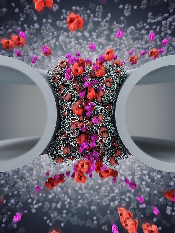 Shuttling proteins, a new study suggests, are central to the regulation of the nuclear pore complex. According to the study, two importins interact to keep a revolving door–like mechanism spinning. [Immanuel Wagner/imma.tv]