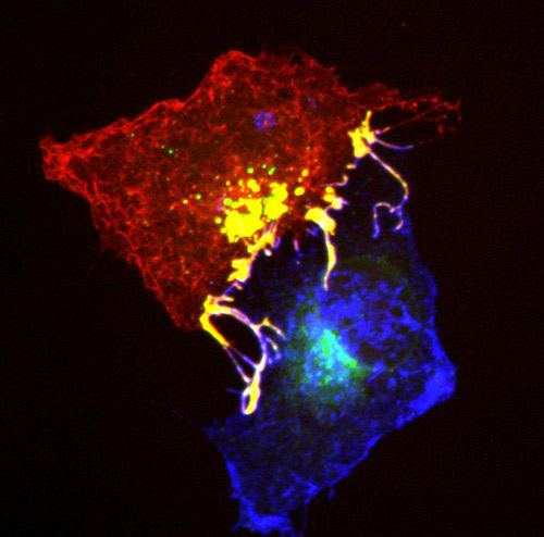 Ephrins (blue) and Ephs (red) form complexes (yellow) at cell contact points. To enable the cells to separate from each other, they are pulled into one of the cells with the help of the signalling proteins Tiam and Rac. [MPI of Neurobiology/Gaitanos]