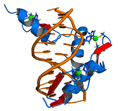 Model of zinc finger proteins binding to their target DNA (orange). [Thomas Splettstoesser (www.scistyle.com),via Wikimedia Commons]