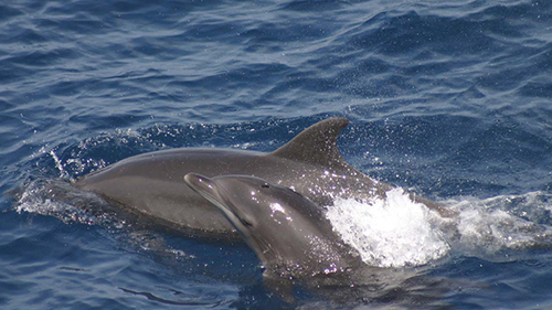 Dolphin proteins may help researchers find a way to protect humans' kidneys during a heart attack, stroke, or acute kidney injury. [NOAA]