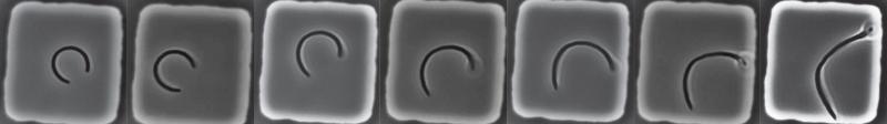 Stressed-out <I>E. coli</I> recovers its straight, rod-like shape over time. [Lars D. Renner/Leibniz Institute of Polymer Research and Max Bergmann Center of Biomaterials, Dresden, Germany]” /><br />
<span class=
