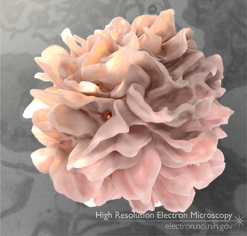 High-resolution electron microscopy image of a dendritic cell. [NIH]