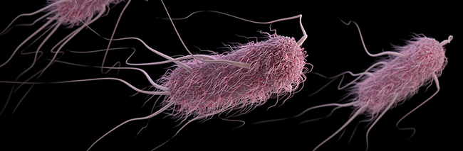 Targeting the filamentous anchors of bacteria may be a way to treat dangerous infections and circumvent antibiotic resistance mechanisms. [CDC]