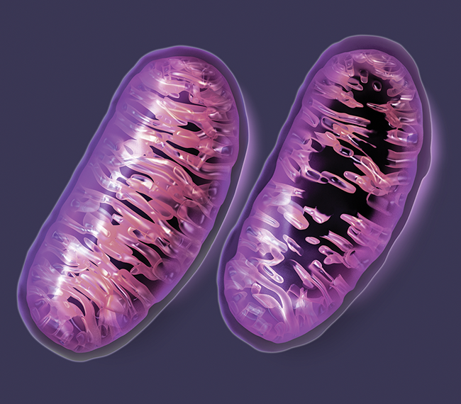 Researchers have identified a new mitochondrial pathway that cancer cells exploit for motility and metastasis—providing a viable, 