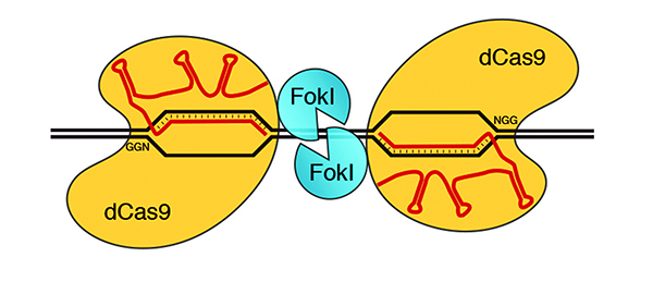 Schematic of a dimeric tru-RFN binding to DNA. Two FokI-dCas9 proteins are targeted to DNA half-site sequences by two tru-gRNAs (red) enabling FokI dimerization and cleavage of the intervening spacer sequence.[With permission from Human Gene Therapy]