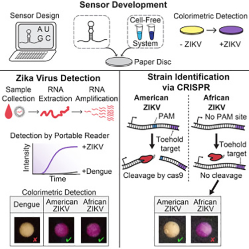 A new diagnostic platform utilizing biomolecular sensors and CRISPR-based technology allows rapid, specific, and low-cost detection of the Zika virus. [Pardee et al., 2016, Cell 165, 1–12]