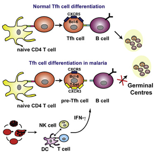 A new report finds that severe malaria infection impairs germinal center responses by inhibiting T-helper cell differentiation. The same pro-inflammatory responses that drive malarial pathogenesis were found to mediate the inhibition of B-cell-mediated immunity. [Ryg-Cornejo et al., 2016, Cell Reports 14, 1–14]