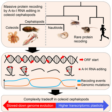 Unlike other taxa, cephalopods diversify their proteomes extensively by RNA editing. [Liscovitch-Brauer et al./Cell 2017;169:191–202]
