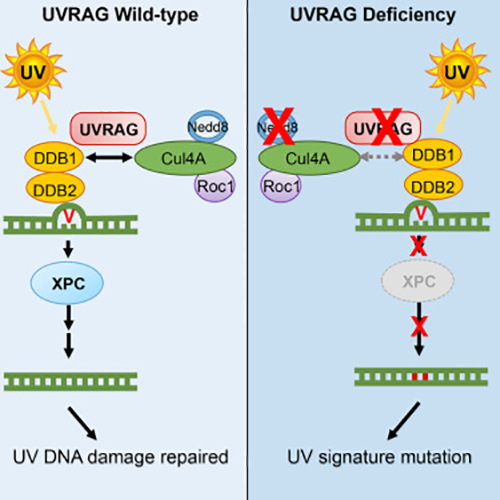 The researchers found that UVRAG is involved in the multistep DNA cell-repair process. [Molecular Cell, Volume 62, Issue 4, May 19, 2016]