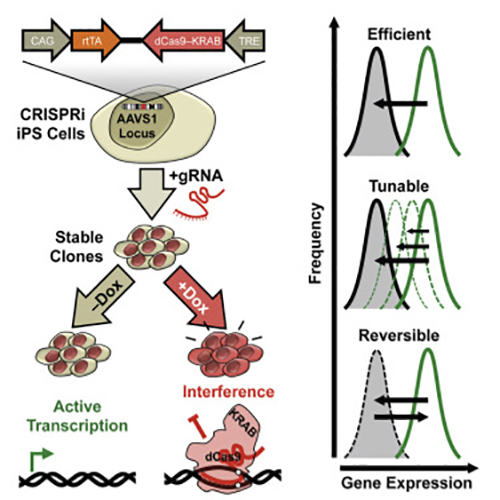 Description of the molecular mechanisms underlying CRISPRi. [Cell Stem Cell, doi:10.1016/j.stem.2016.01.022]