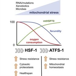 Using the nematode <i>C. elegans</i>, Labbadia et al. demonstrate that low levels of mitochondrial stress caused by exposure to RNA interference (RNAi) or xenobiotics can restore HSF-1 function with age, thereby maintaining cytosolic proteostasis, enhancing stress resistance, and prolonging healthspan, all without detrimental effects on development or reproduction. [Labbadia et al., 2017, Cell Reports 21, 1481–1494 November 7, 2017]” /><br />
<span class=