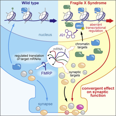 Misregulation of chromatin contributes to fragile X syndrome. [Korb et al./Cell 2017]