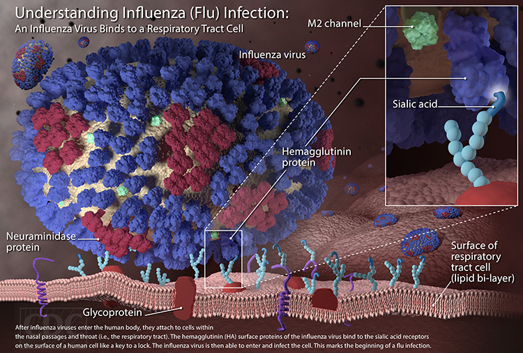 Illustration of the the very beginning stages of an influenza infection. [CDC]