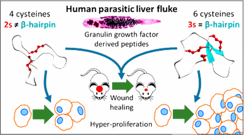 Granulins are a family of protein growth factors that are involved in cell proliferation. An ortholog of granulin from the human parasitic liver fluke <i>O. viverrini</i>, known as Ov-GRN-1, induces angiogenesis and accelerates wound repair. [J Med Chem 2017;60:4258–4266]” /><br />
<span class=