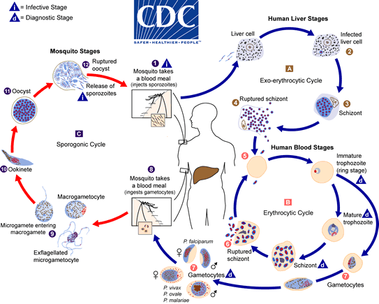 The intricate lifecycle of P. vivax malaria. This parasite has thwarted drug development efforts over the years due to its latent liver stage, which can cause infection to re-emerge even after various drug treatments. [CDC]