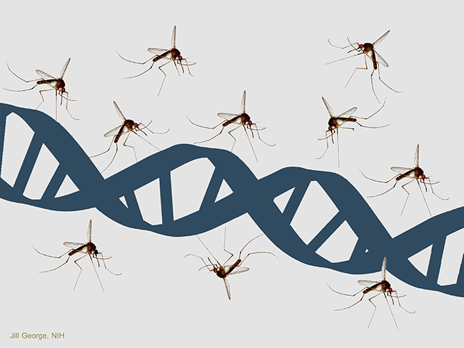 A team at Washington University School of Medicine in St. Louis has identified a single-gene pathway that is vital for Zika and other flaviviruses to spread infection between cells. [NIH