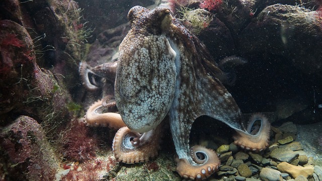 New study results suggests that cephalopods swap prolific RNA editing at the expense of evolution in their genomic DNA. [Pixabay]