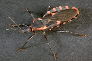 The Triatominae insect, also known as conenose bugs, kissing bugs, assassin bugs, or vampire bugs, carry the <i>T. cruzi </i>parasite. 