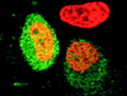 Literature Review: HT-FCS in Cells