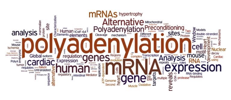 Leukemia mRNA Processing Pathways Contribute to Disease Progression