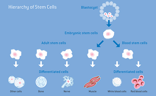 hierarchy of stem cells