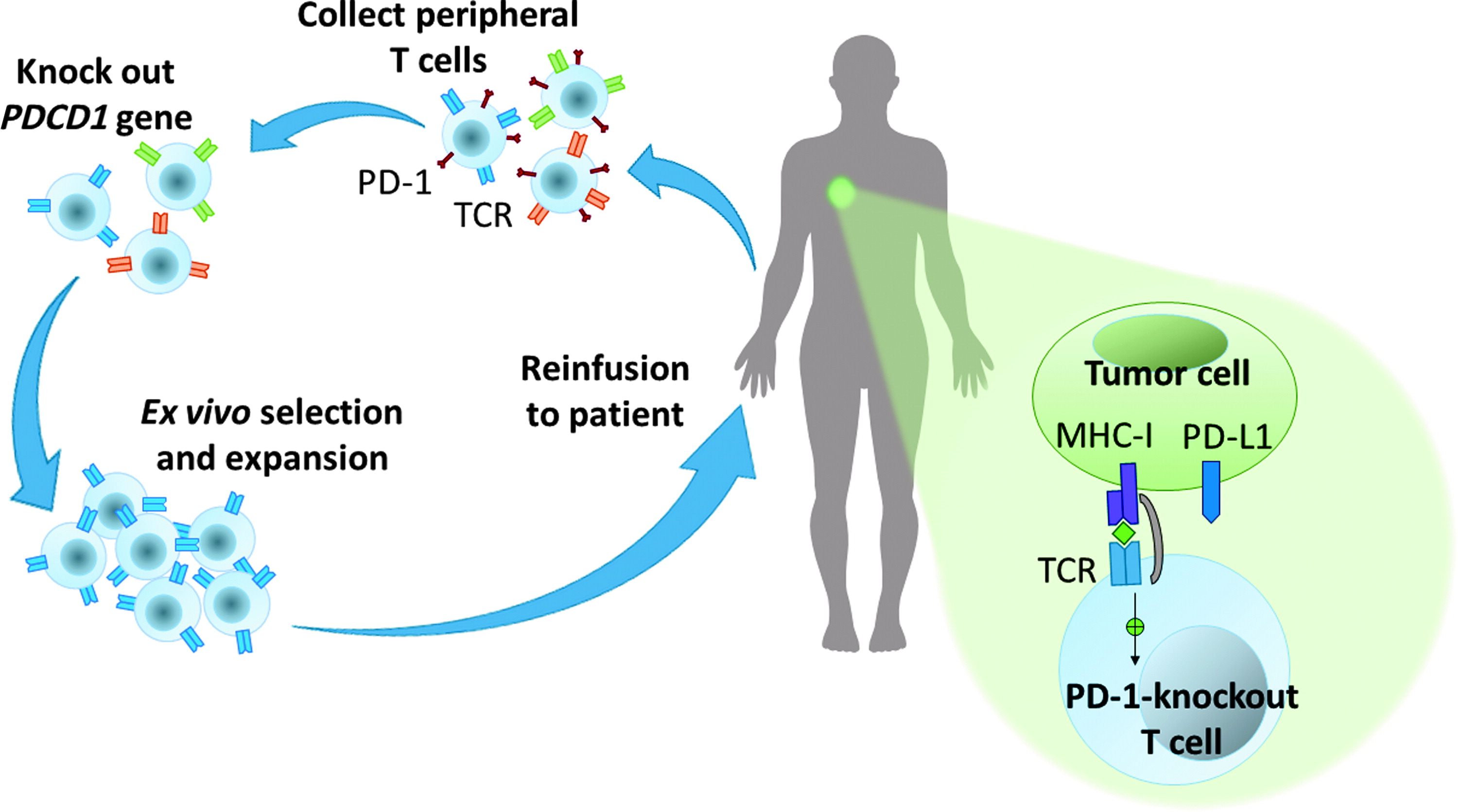 Applications Of CRISPR/Cas9 Technology In Translational Research On ...