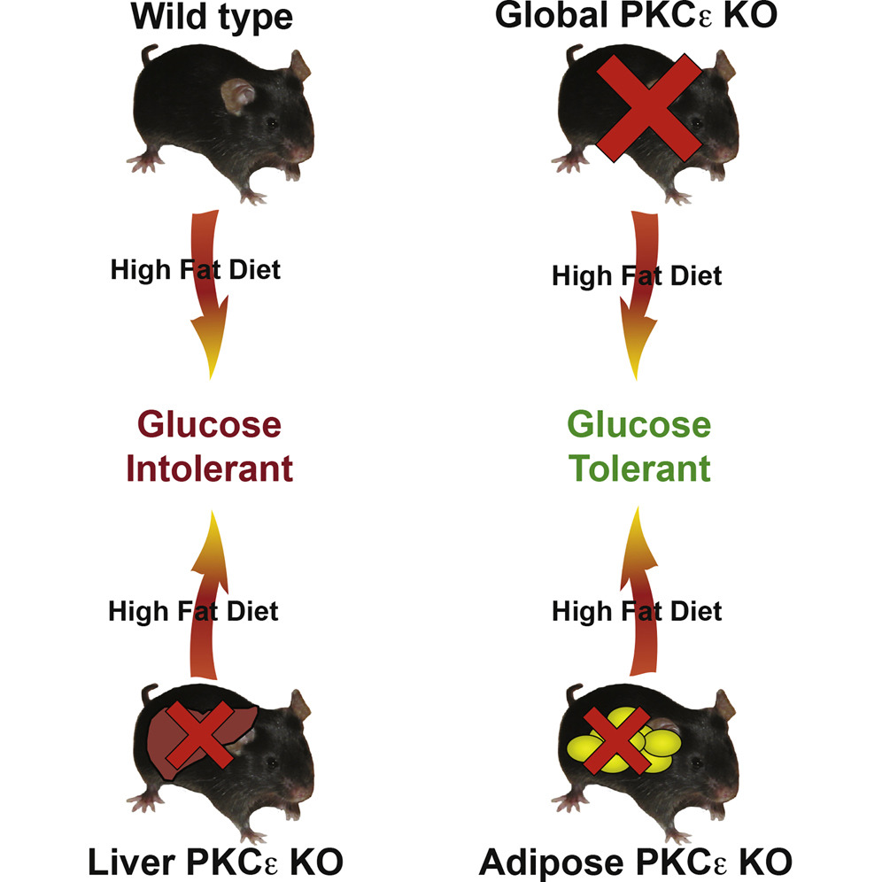 Source: Cell Metabolism