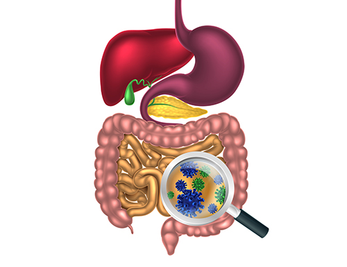 Tapping The Human Gut Microbiome Part 2