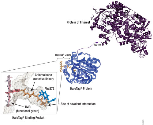 Site-specific protein immobilization by fusion to self-labeling tags.