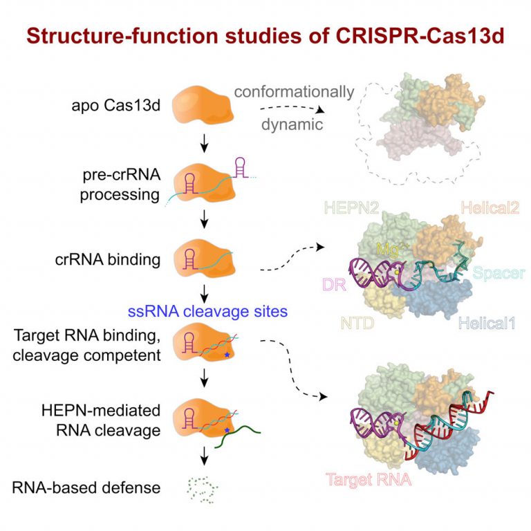 RNA-Based CRISPR Has Detailed Molecular Structure Revealed