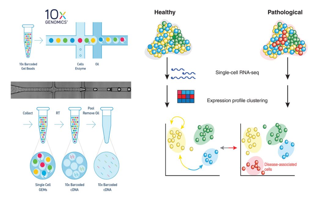 single-cell RNA sequencing technique