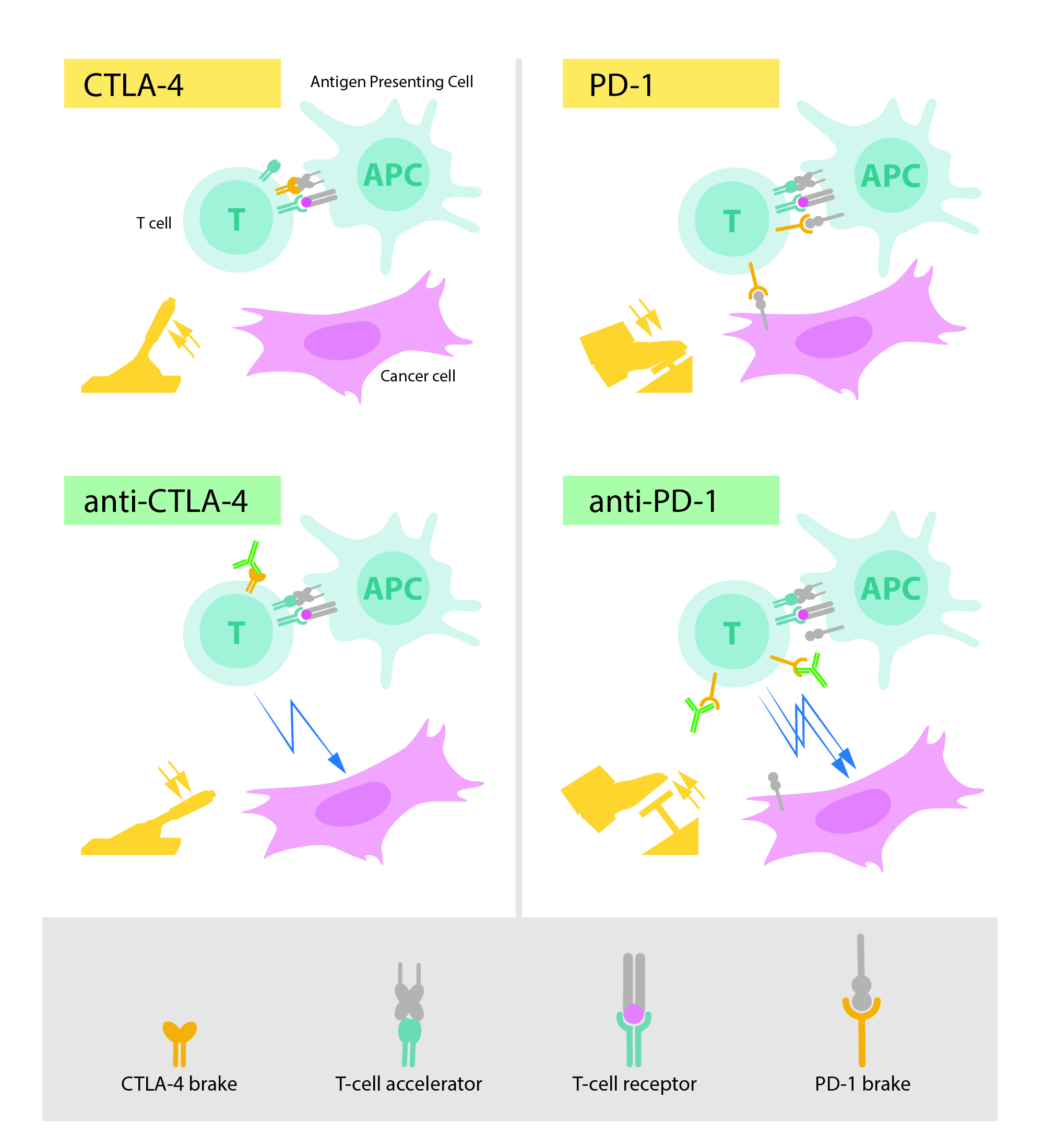 Upper left: Activation of T cells requires that the T-cell receptor binds to structures on other immune cells recognized as ”non-self”. A protein functioning as a T-cell accelerator is also required for T cell activation. CTLA- 4 functions as a brake on T cells that inhibits the function of the accelerator. Lower left: Antibodies (green) against CTLA-4 block the function of the brake leading to activation of T cells and attack on cancer cells.Upper right: PD-1 is another T-cell brake that inhibits T-cell activation. Lower right: Antibodies against PD-1 inhibit the function of the brake leading to activation of T cells and highly efficient attack on cancer cells. [nobelprize.org]