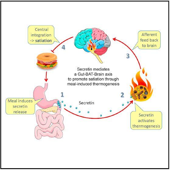 The secretin signaling pathway for satiation.