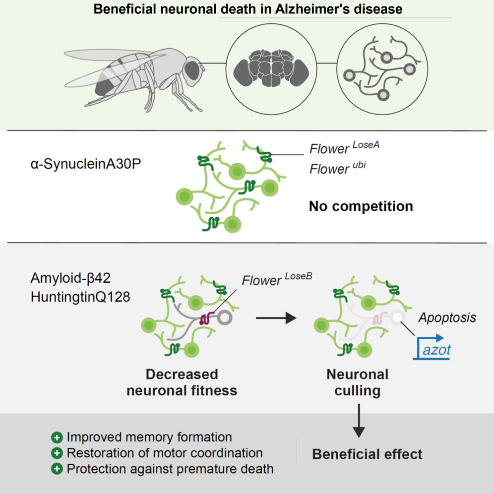Beneficial neuronal death in Alzheimer's disease graphical abstract