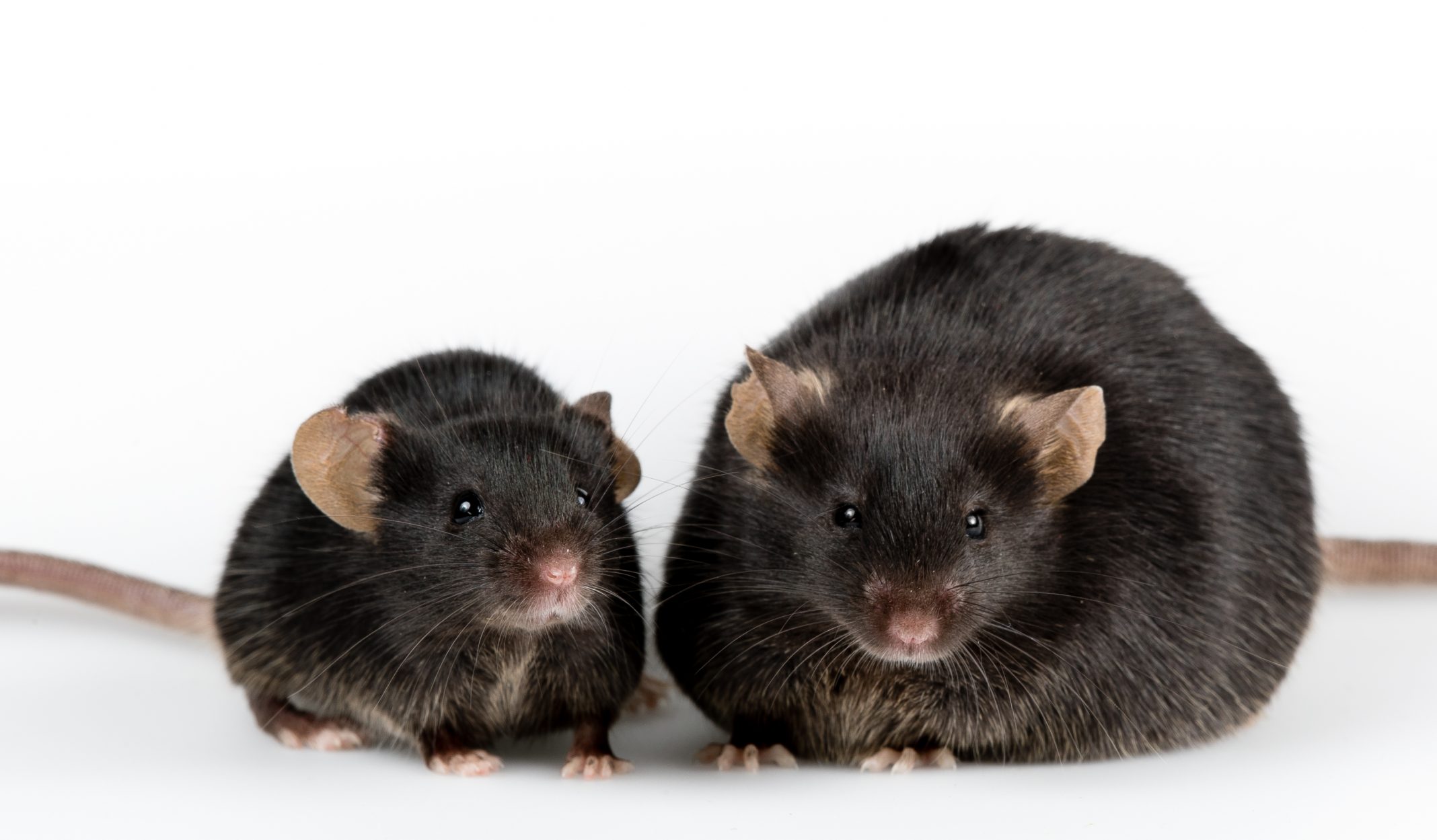 crispr-without-the-chop-reverses-genetic-obesity-in-mice