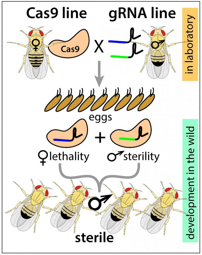 schematic of the new precision-guided sterile insect technique