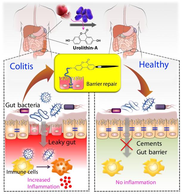 tightening of gut barrier cells