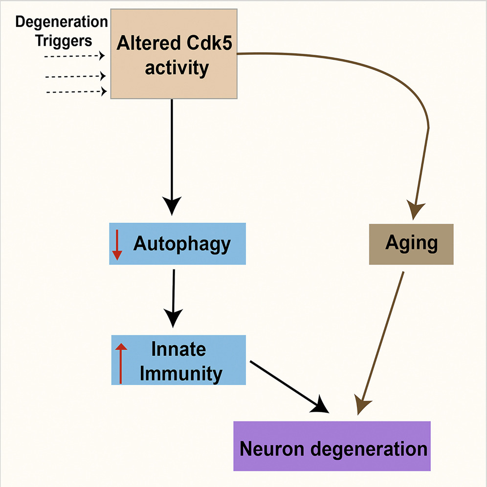 Aging Brain Graphical Abstract