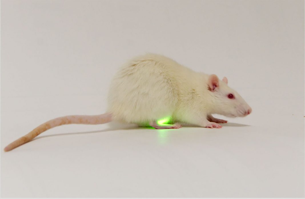 Rat with bladder device