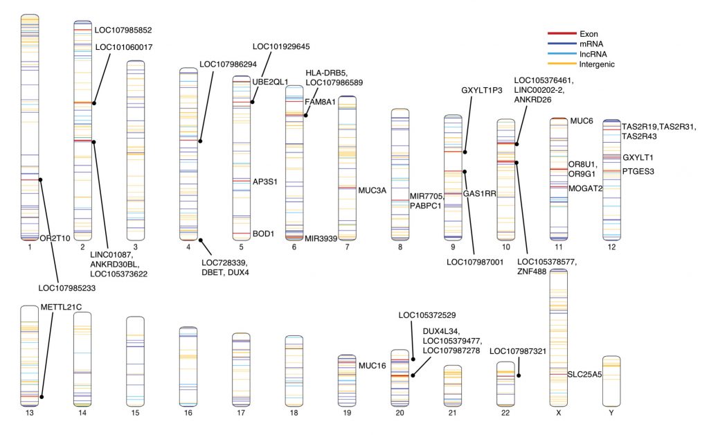 A map of the human genome