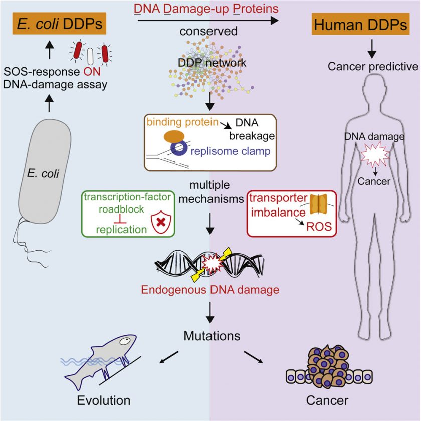 light-up-bacteria-point-to-human-cancer-causing-proteins